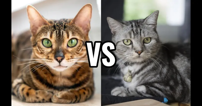 American Shorthair vs. Bengal