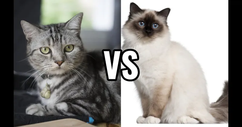 American Shorthair vs. Birman