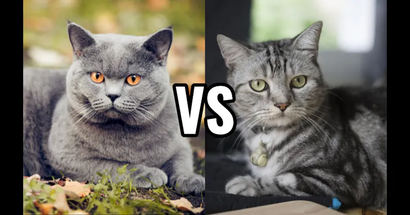 American Shorthair vs. British Shorthair