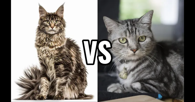 American Shorthair vs. Maine Coon