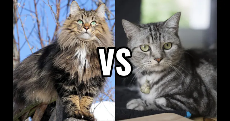 American Shorthair vs. Norwegian Forest Cat
