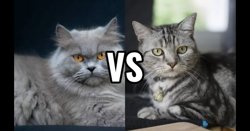 American Shorthair vs. Persian
