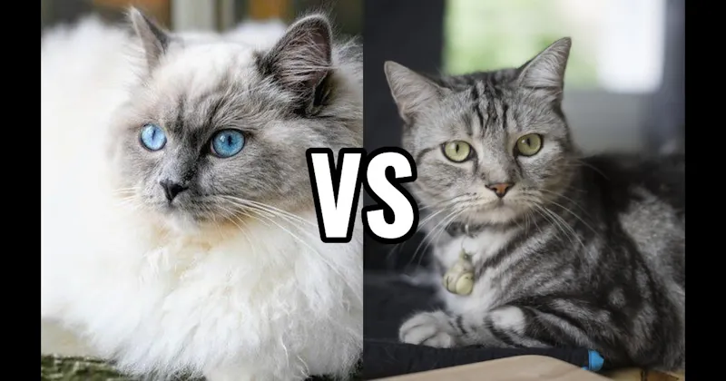 American Shorthair vs. Ragdoll