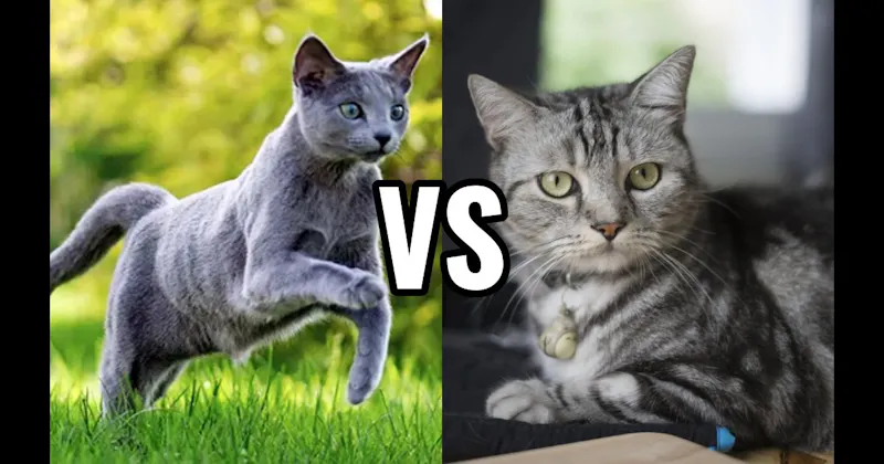 American Shorthair vs. Russian Blue