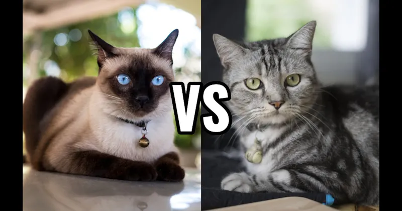 American Shorthair vs. Siamese