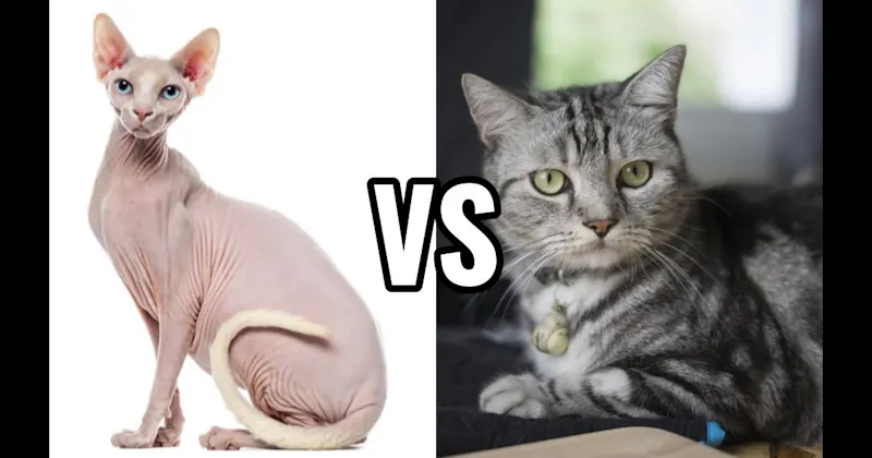 American Shorthair vs. Sphynx