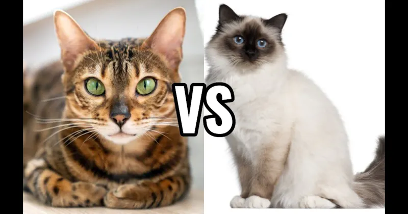 Bengal vs. Birman