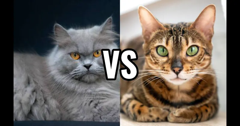 Bengal vs. Persian