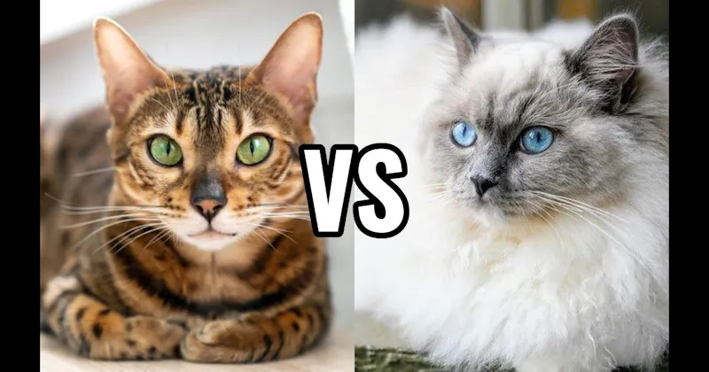 Bengal vs. Ragdoll
