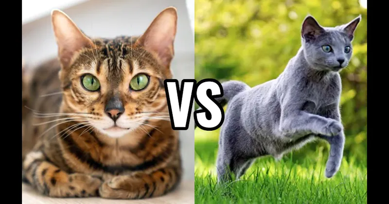 Bengal vs. Russian Blue