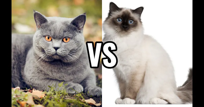 Birman vs. British Shorthair