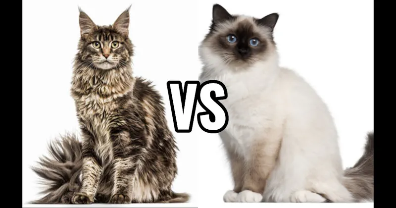 Birman vs. Maine Coon