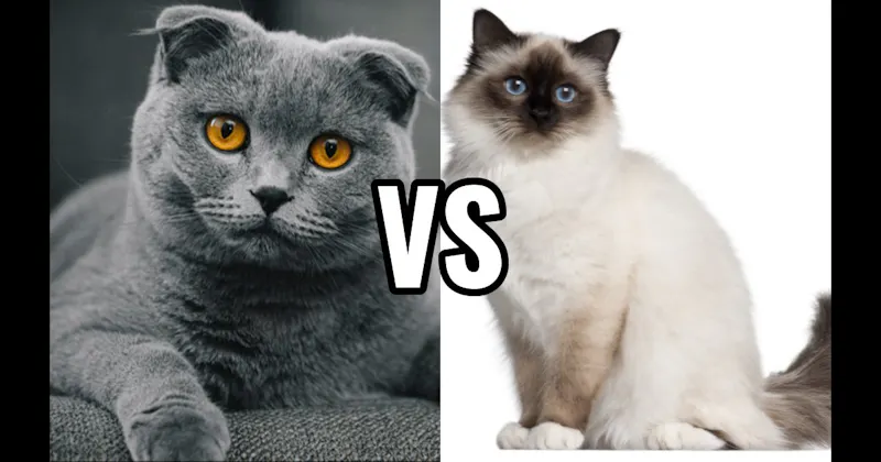 Birman vs. Scottish Fold