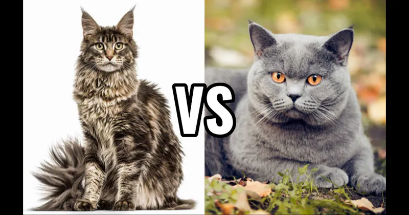 British Shorthair vs. Maine Coon
