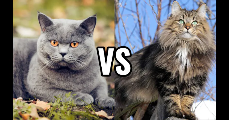 British Shorthair vs. Norwegian Forest Cat