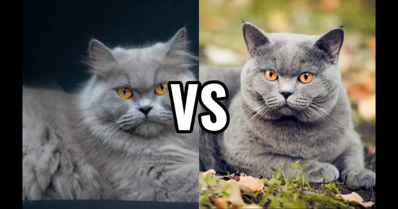 British Shorthair vs. Persian