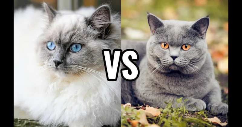 British Shorthair vs. Ragdoll