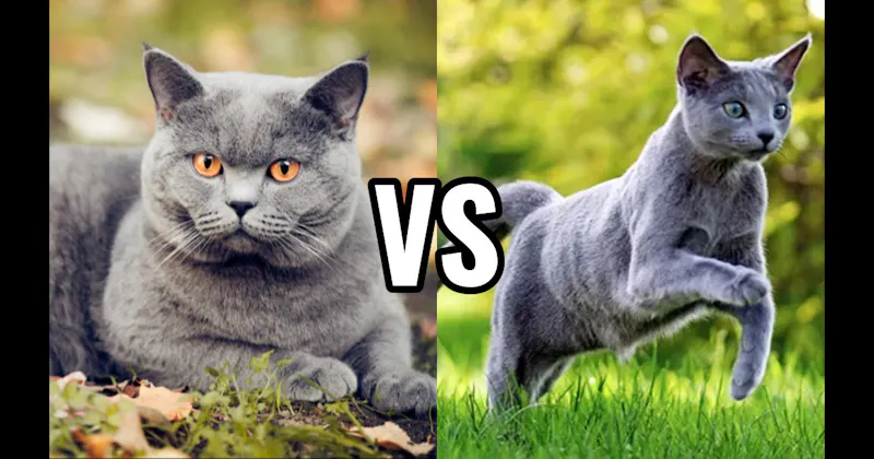 British Shorthair vs. Russian Blue