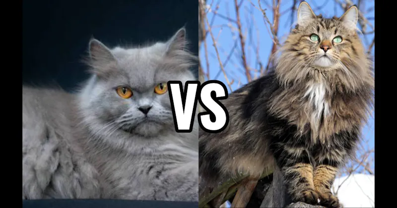 Norwegian Forest Cat vs. Persian