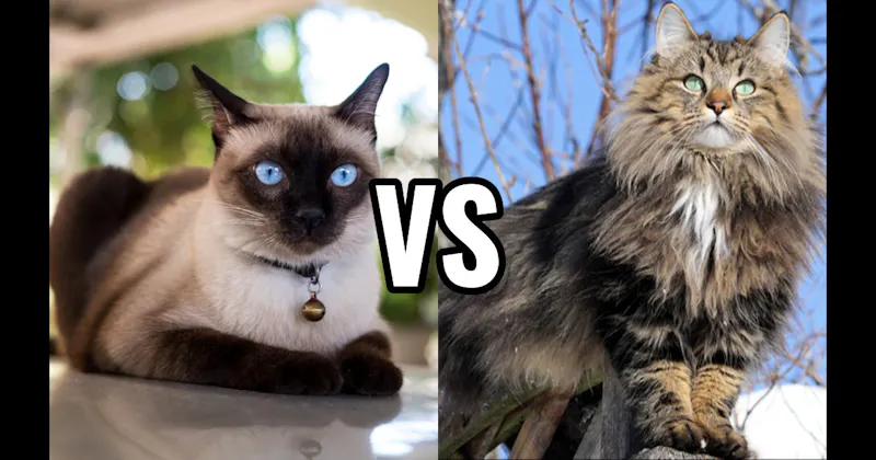 Norwegian Forest Cat vs. Siamese