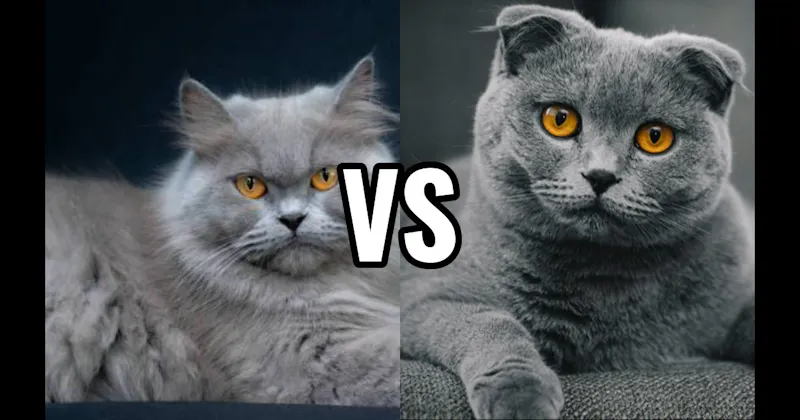 Persian vs. Scottish Fold