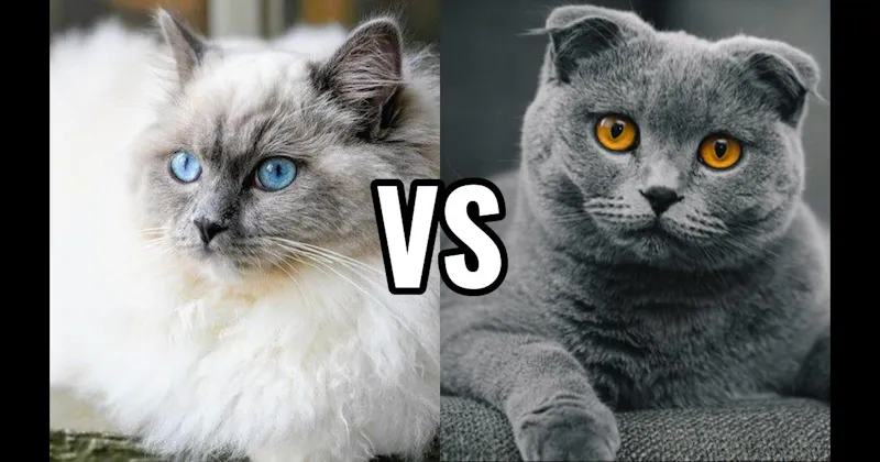 Ragdoll vs. Scottish Fold