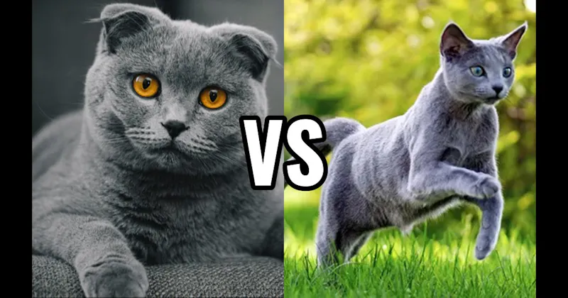 Russian Blue vs. Scottish Fold
