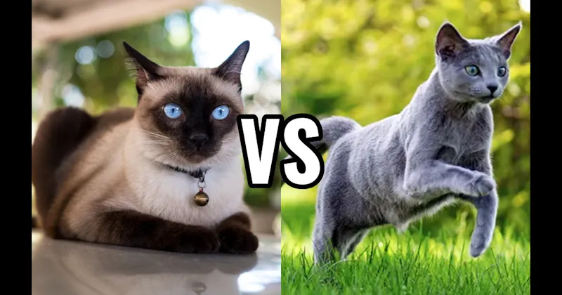Russian Blue vs. Siamese