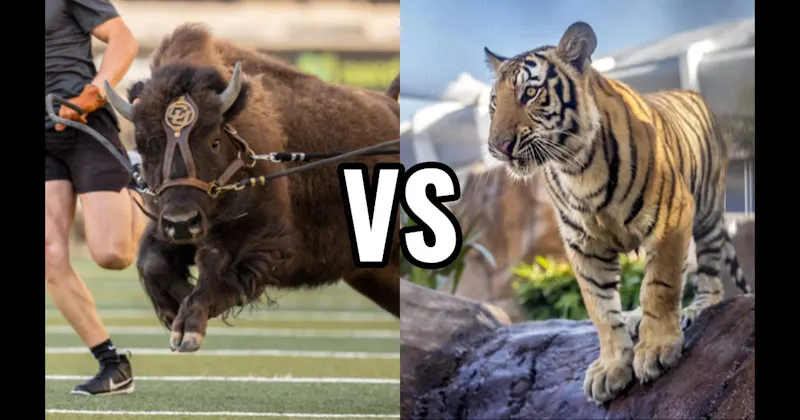Mike the Tiger (LSU Tigers) vs. Ralphie (Colorado Buffaloes)