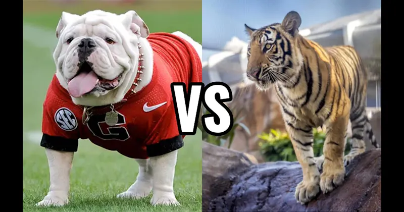 Mike the Tiger (LSU Tigers) vs. Uga (Georgia Bulldogs)
