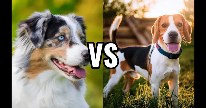 Australian Shepherd vs. Beagle