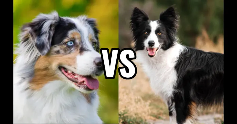 Australian Shepherd vs. Border Collie