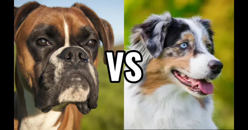 Australian Shepherd vs. Boxer