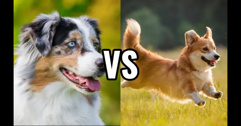 Australian Shepherd vs. Corgi