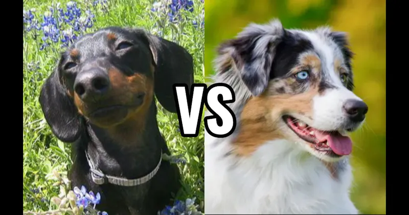 Australian Shepherd vs. Dachshund