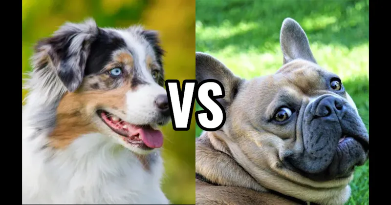 Australian Shepherd vs. French Bulldog