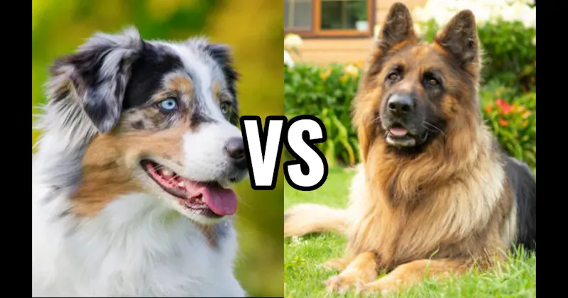 Australian Shepherd vs. German Shepherd