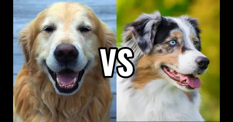 Australian Shepherd vs. Golden Retriever