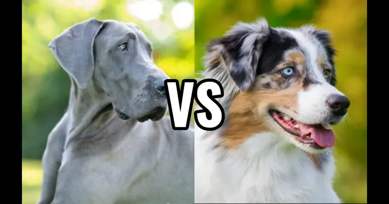 Australian Shepherd vs. Great Dane