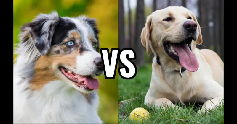 Australian Shepherd vs. Labrador Retriever