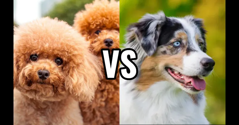 Australian Shepherd vs. Poodle (Miniature or Standard)