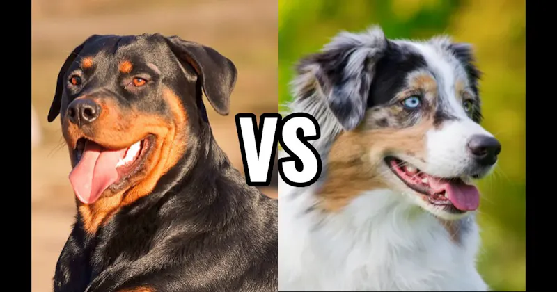 Australian Shepherd vs. Rottweiler