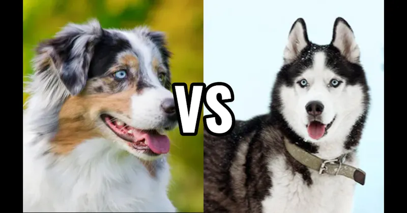Australian Shepherd vs. Siberian Husky