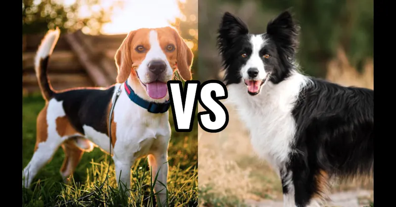 Beagle vs. Border Collie