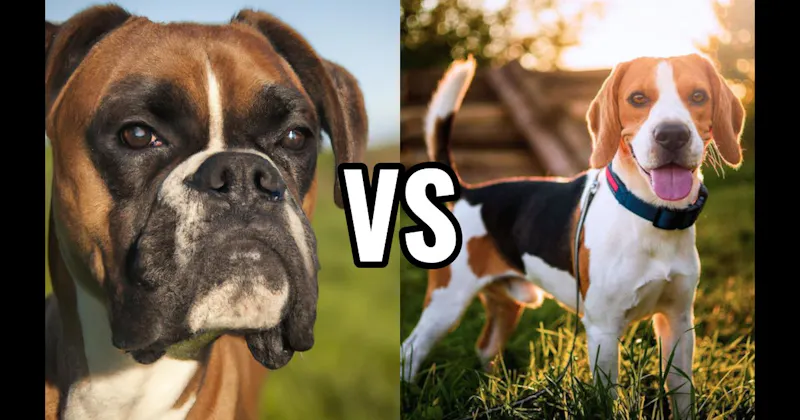 Beagle vs. Boxer