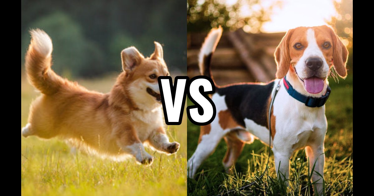 Corgi vs Beagle - Which Dog Breed is Better?