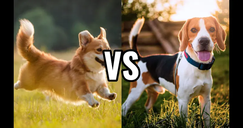 Beagle vs. Corgi