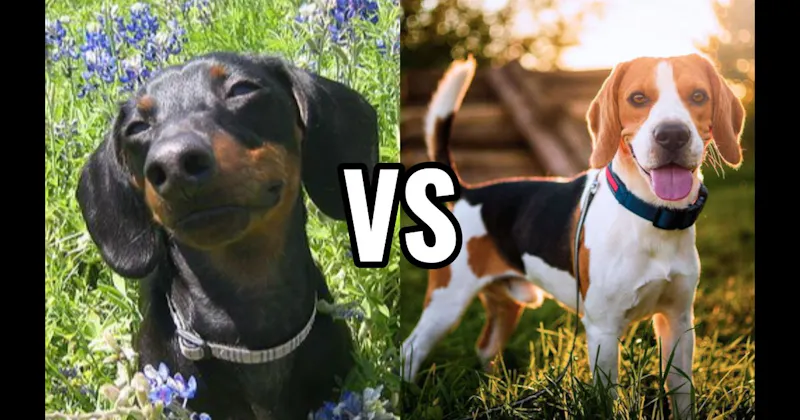 Beagle vs. Dachshund