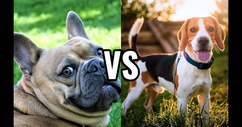 Beagle vs. French Bulldog