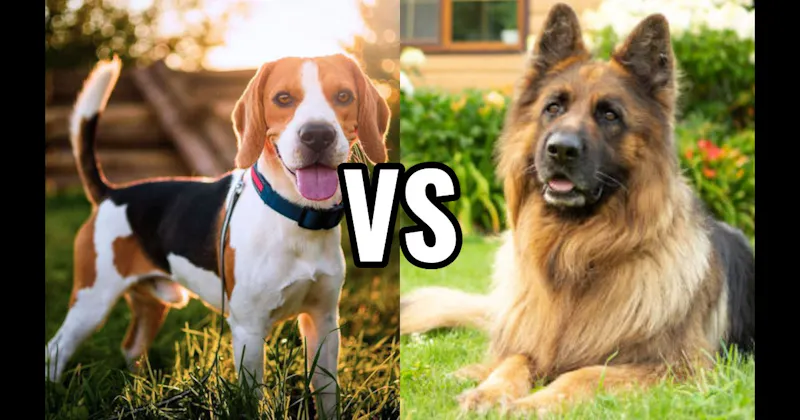 Beagle vs. German Shepherd